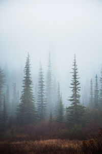 Trees in foggy weather