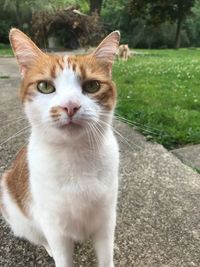 Close-up portrait of cat