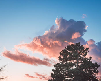 Low angle view of tree against sky during sunset