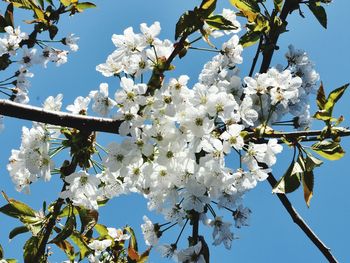 Low angle view of white flowers blooming on tree