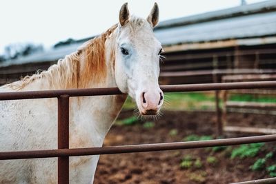 Close-up of a horse