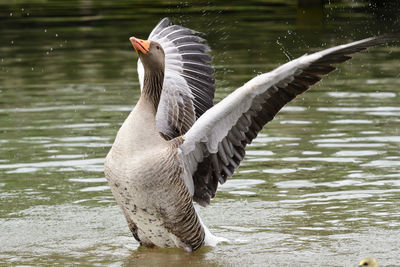 Portrait of a greylag goose flapping it's wings in the water