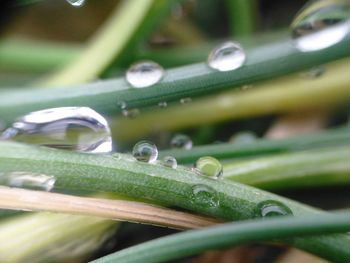 Close-up of raindrops on grass