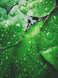 Close-up of raindrops on leaves