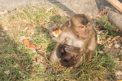 High angle view of long-tailed macaque with infant on field in zoo