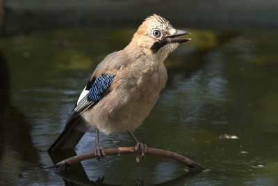 Bird perching on a lake