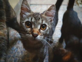 Close-up portrait of cat