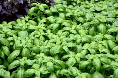 Full frame shot of basil plants