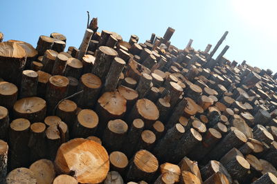 Stack of logs against trees in forest