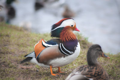 View of two birds on land