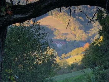 Scenic view of forest against sky