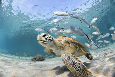 Fishes and turtle swimming in sea