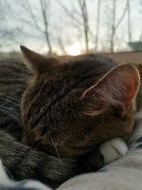 Close-up of cat sleeping