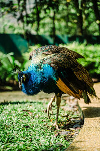 Close-up of a peacock