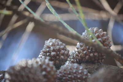 Close-up of plant seed cone