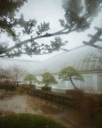 Plants and trees seen through glass against sky