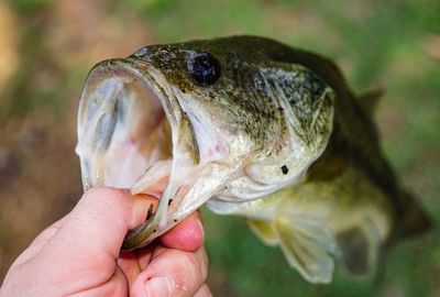 Close-up of hand holding fish