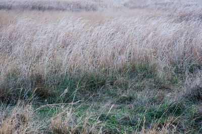 High angle view of grass on land