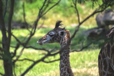 Close-up of a reptile on a land