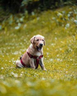 Dog looking away