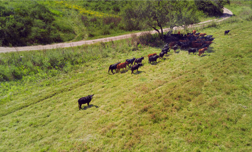 Horses on grassy field