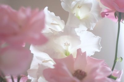 Close-up of pink flowers blooming outdoors