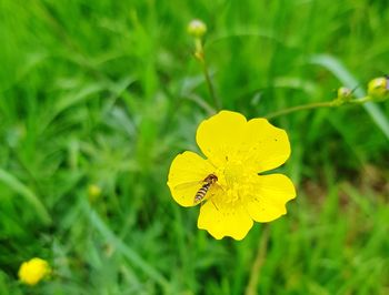 Close-up of butterfly on yellow flower