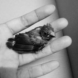 Close-up of hand holding small bird