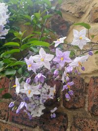 Close-up of flowers blooming outdoors