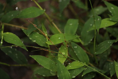 Close-up of wet plant leaves during rainy season