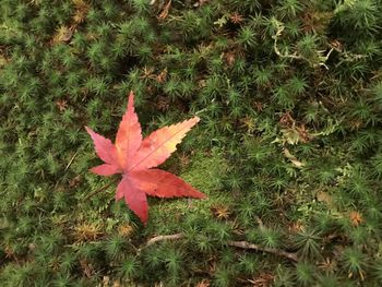 High angle view of maple leaves on field