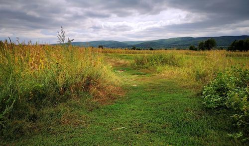 Scenic view of field against sky