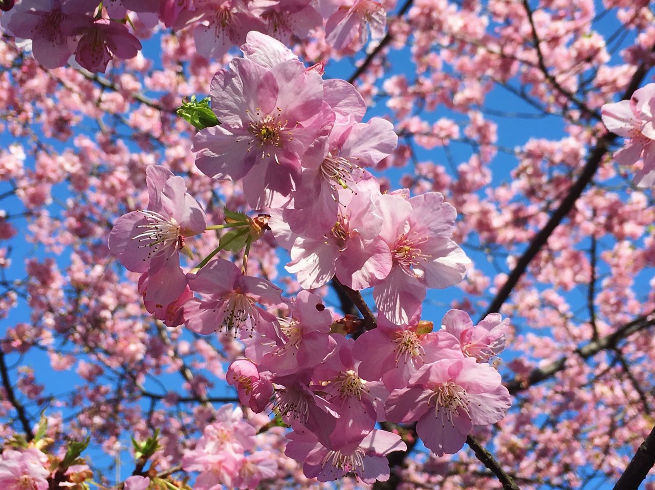 桜咲く