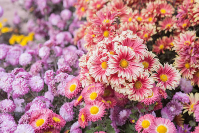 Close-up of flowers blooming outdoors