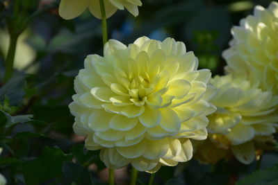 Close-up of white flowering plant in park