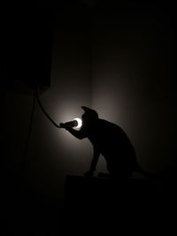 Silhouette cat standing against black background