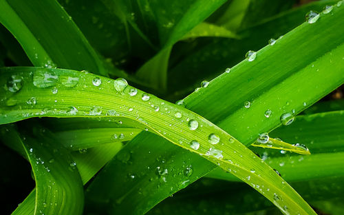 Close-up of water drops on leaf