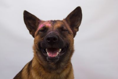 Close-up portrait of dog