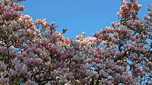 Low angle view of blooming tree against clear sky