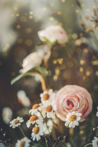 Close-up of white flowers