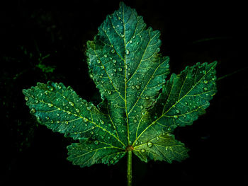 Close-up of raindrops on leaves