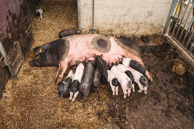 High angle view of sheep in pen