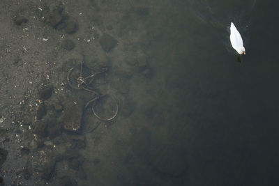 High angle view of fish swimming in water