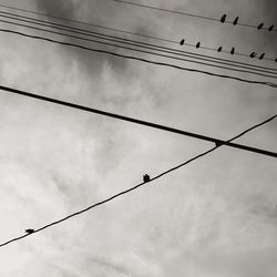 Low angle view of birds perching on power line