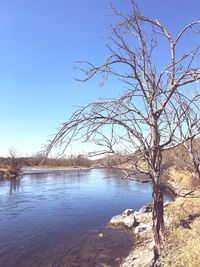 Bare tree by lake against clear blue sky