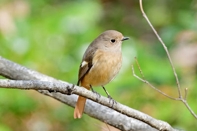 Close-up of bird perching on branch