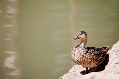 Mallard duck swimming in lake