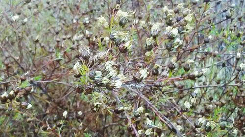 Close-up of plants