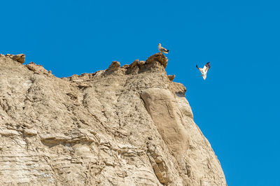 Low angle view of birds against clear blue sky