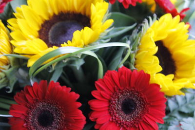 Close-up of multi colored daisy flowers